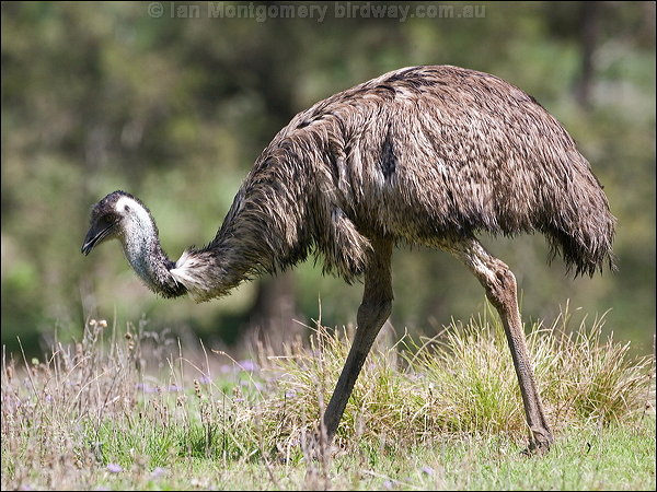 Emu-06.jpg