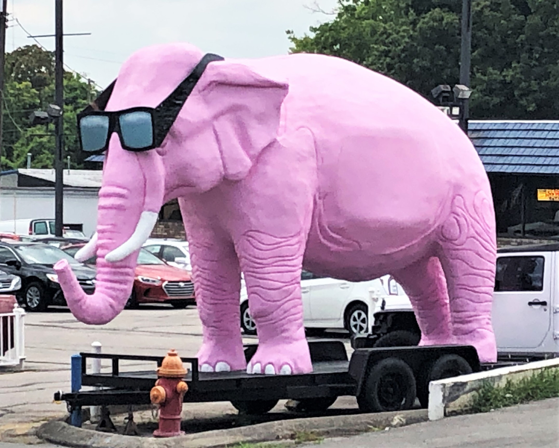 Pink-Elephant-Head-Left.jpg